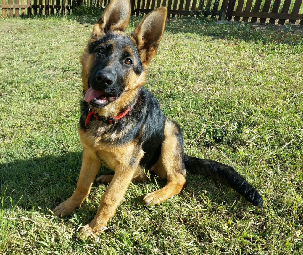 Ashleighs-german-shepherd-female | Leishjaclyn German Shepherds