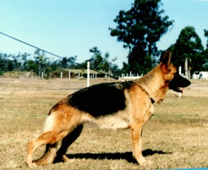 German-Shepherd-female-Leishjaclyn-Flash-Dancer