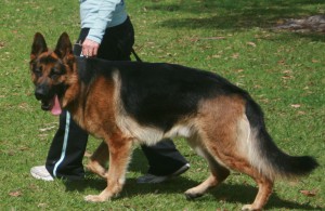 German-Shepherd-stud-dog-Leishjaclyn-Wave-Dancer