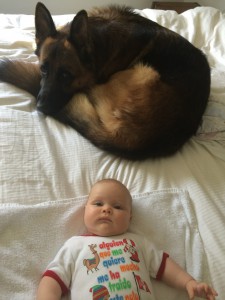 German-shepherd-male-on-bed-with-baby-Imogen