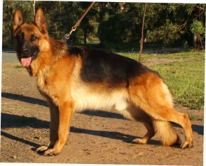 Leishjaclyn-Latin-Dancer-in-stance-German-shepherd-Show-dog-2