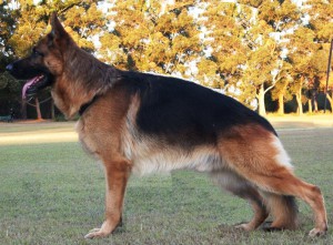 Leishjaclyn-Latin-Dancer-in-stance-German-shepherd-Show-dog