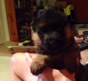 german-shepherd-3-week-old-puppy