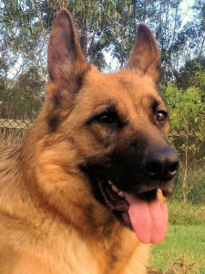 german-shepherd-female-Leishjaclyn-Mazkara-Dancer