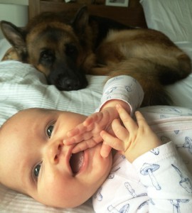 german-shepherd-male-Baldur-with-baby