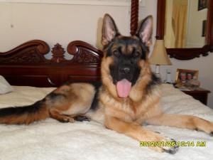 german-shepherd-male-on-his-favourite-bed