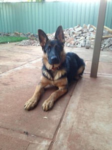 german-shepherd-male-puppy-6mths-big-ears-and-big-ears