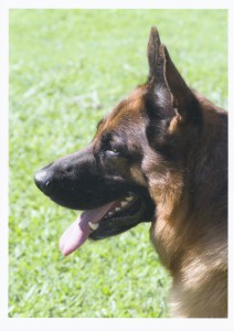 german-shepherd-male-with-masculine-head-side-on