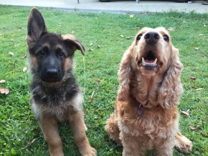 german-shepherd-pup-with-his-cocker-spaniel-bestie