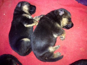 german-shepherd-puppies-2-weeks-old