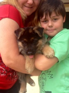 german-shepherd-puppy-with-new-owners