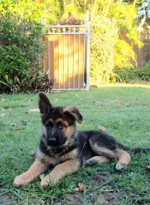 german-shepherd-puppy-with-one-ear-up-n-one-ear-down