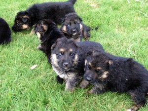 litter-of-4-week-old-german-shepherd-puppies
