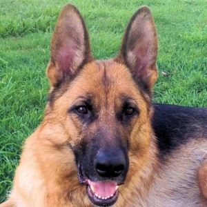 lovely-german-shepherd-female-head