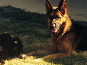 mum-and-baby german shepherd puppy