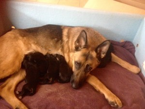 german shepherd puppy