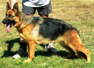 leishjaclyn german shepherds puppies