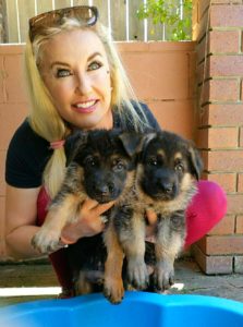 odins german shepherd puppies 9