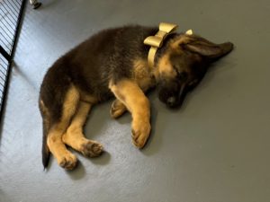 German Shepherd Female puppy Zahla 8 weeks old