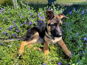 German shepherd female puppy purple flowers