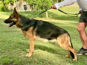 German Shepherd Female in stance IDUNN