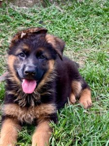 German Shepherd female puppy 8 weeks old for sale