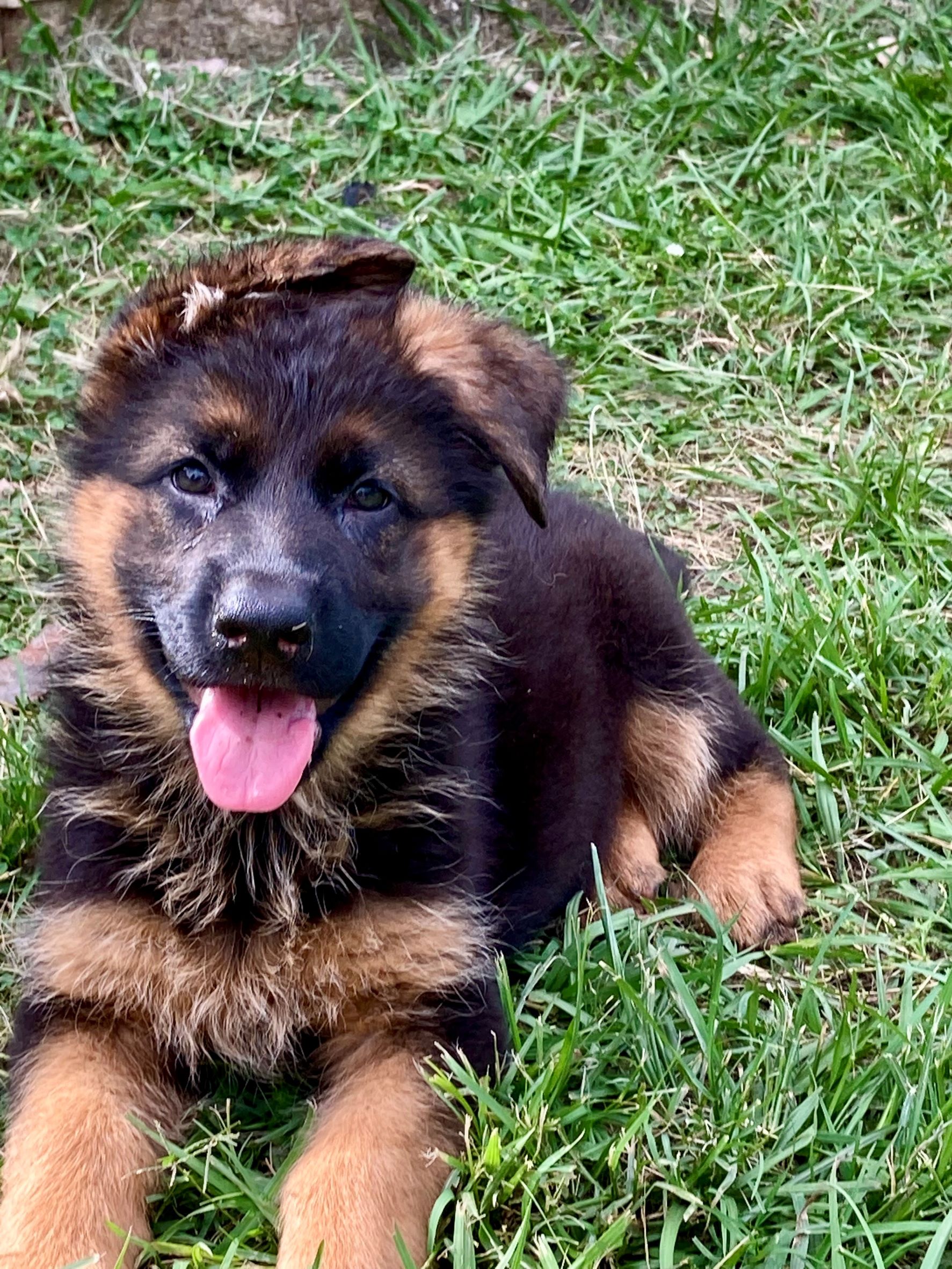 German Shepherd Female Puppy 8 Weeks Old For Sale Leishjaclyn German 